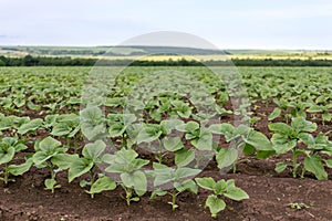 Sunflower field landscape. Fresh photography of green plants of the sunflowers at a clear rainy spring day