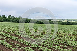 Sunflower field landscape. Fresh photography of green plants of the sunflowers at a clear rainy spring day