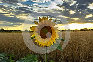 Sunflower field landscape in summer.Blooming yellow sunflower. Close-up of sunflower at sunset. Rural landscape cloudy blue sky.