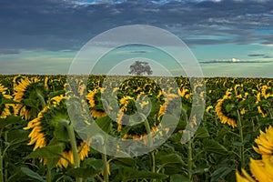 Sunflower field landscape in summer.Blooming yellow sunflowers. Close-up of sunflowers at sunset. Rural landscape cloudy blue sky