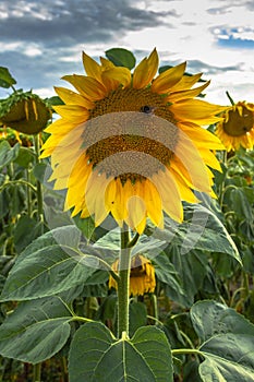 Sunflower field landscape in summer.Blooming yellow sunflowers. Close-up of sunflower at sunset. Rural landscape cloudy blue sky.