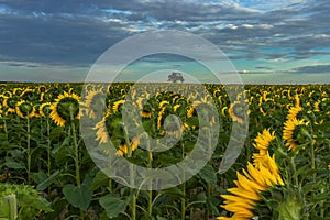 Sunflower field landscape in summer.Blooming yellow sunflowers. Close-up of sunflowers at sunset. Rural landscape cloudy blue sky