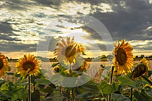 Sunflower field landscape in summer.Blooming yellow sunflowers with sun rays. Close-up of sunflowers at sunset. Rural landscape