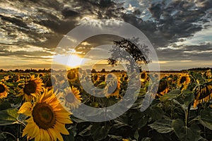 Sunflower field landscape in summer.Blooming yellow sunflowers with sun rays. Close-up of sunflowers at sunset. Rural landscape