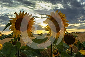 Sunflower field landscape in summer.Blooming yellow sunflowers with sun rays. Close-up of sunflowers at sunset. Rural landscape