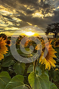 Sunflower field landscape in summer.Blooming yellow sunflowers with sun rays. Close-up of sunflowers at sunset. Rural landscape