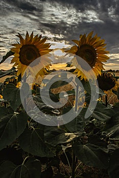 Sunflower field landscape in summer.Blooming yellow sunflowers with sun rays. Close-up of sunflowers at sunset. Rural landscape