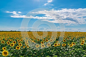 Sunflower field landscape. Sunflowers close under rainy clouds