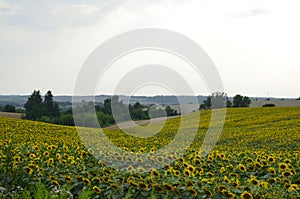Sunflower field landscape. Sunflowers close under rainy clouds