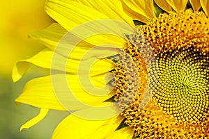 Sunflower field landscape. Sunflowers close up