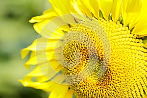 Sunflower field landscape. Sunflowers close up