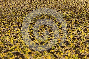 Sunflower field in Lausanne area
