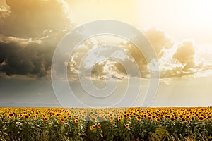 Sunflower field lit by the sun