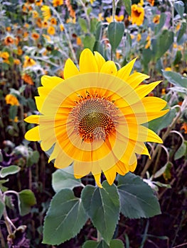 Sunflower on a field with a lot of Sunflowers in the background. Autumn flowers.