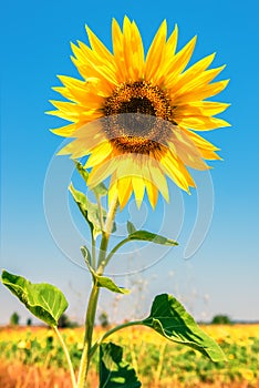 Sunflower in the field