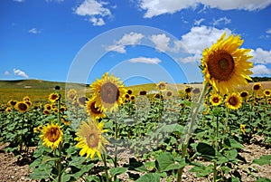 Sunflower field, Medina Sidonia, Spain. photo