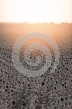 Sunflower field photo