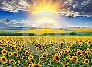 Sunflower field at the morning