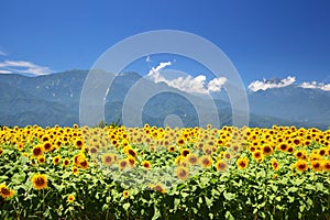 Sunflower field and mountain