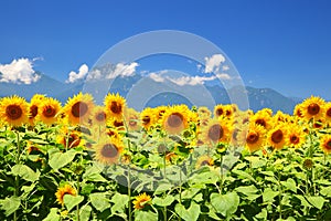 Sunflower field and mountain