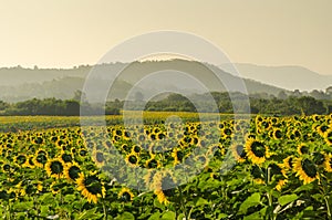 Sunflower field and mountain in morning