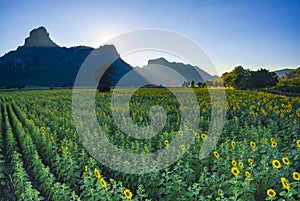 sunflower field and mountain valley in lopburi central of thailand