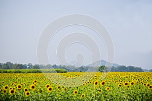 Sunflower field.