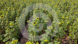 Sunflower field moving high angle