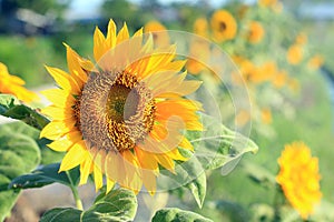 Sunflower in the field. Nature flowers background. Natural floral pattern background. Yellow flower blossom on spring or summer. photo