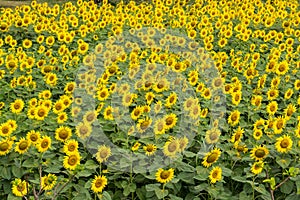 Sunflower field nature scene background