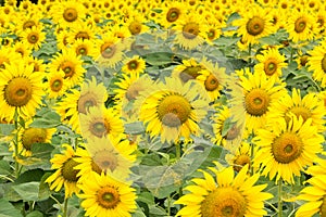 Sunflower field nature scene background