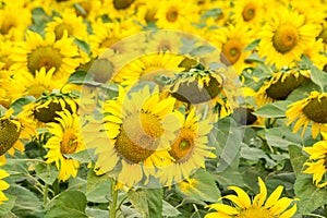 Sunflower field nature scene background