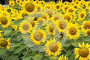 Sunflower field nature scene background