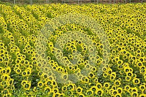 Sunflower field nature scene background