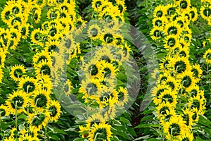 Sunflower field nature scene background