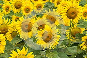 Sunflower field nature scene background