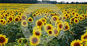 Sunflower field near forest in nature