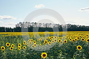 Sunflower field near forest in nature