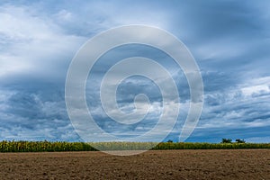 Sunflower field near ploughed soil, dramatic stormclouds at summertime