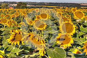 Sunflower field in Southern France