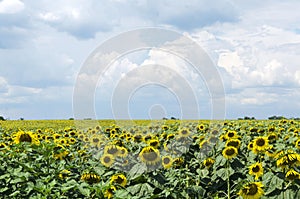 Sunflower field at noon.Blue clouds befor rain and blooming sunflowers