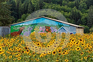 Sunflower Field and Old Painted Barn