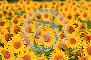 Sunflower field in Ontario, Canada