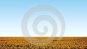 Sunflower field over blue clear sky