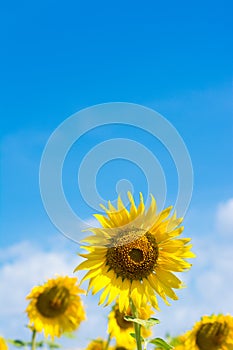 Sunflower field over blue sky