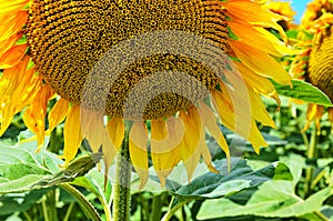 sunflower field over cloudy blue sky