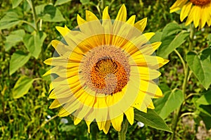 sunflower field over cloudy blue sky