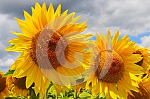 sunflower field over cloudy blue sky