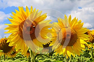 sunflower field over cloudy blue sky