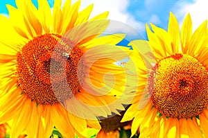 sunflower field over cloudy blue sky